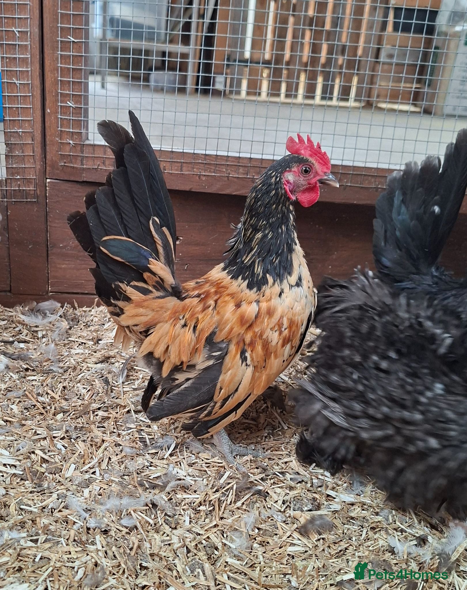 Chickens poultry Serama Boys / Cockerels Variety of colours - Advert 2