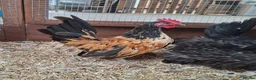 Chickens poultry for sale: Serama Boys / Cockerels Variety of colours - Advert 2