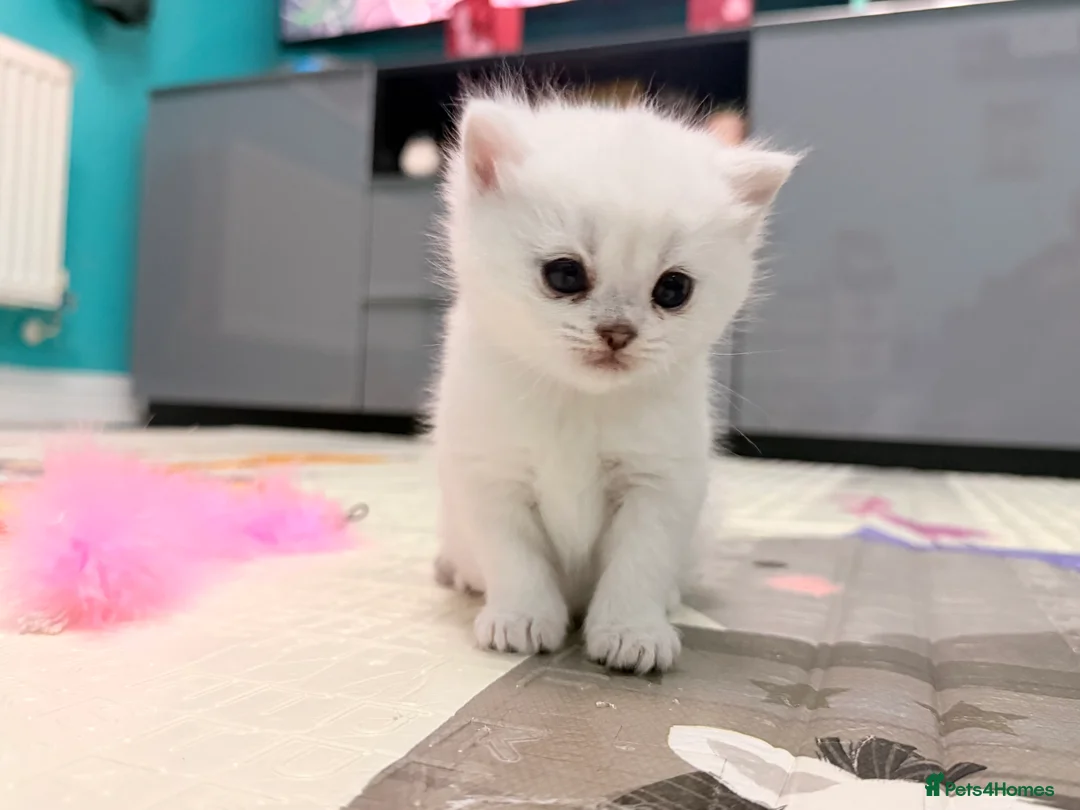 British Shorthair cats for sale: BSH British Shorthair black tipped(silver shaded) - Advert 4