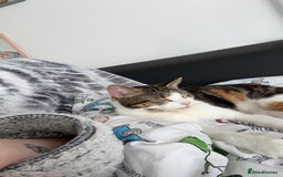 British Shorthair cats for sale: Gorgeous 8yr old female cat for sale - Image 8