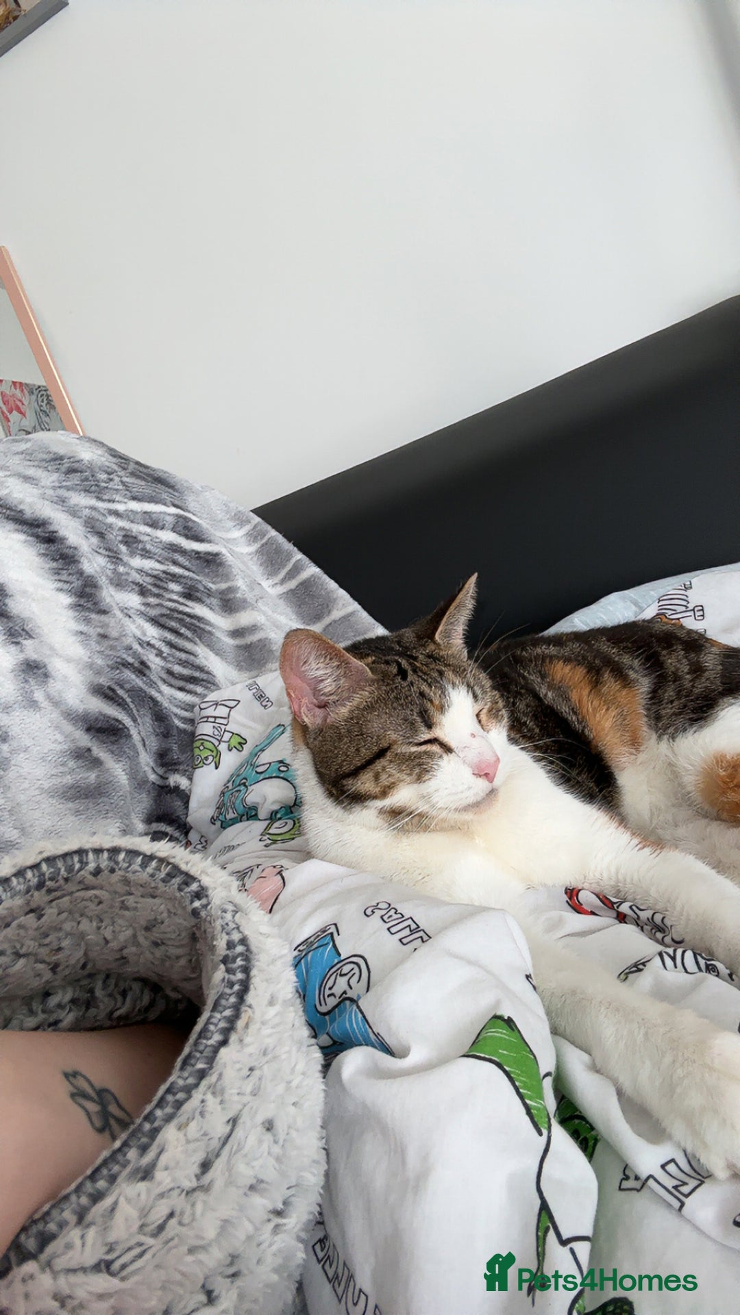 British Shorthair cats for sale: Gorgeous 8yr old female cat for sale - Image 8