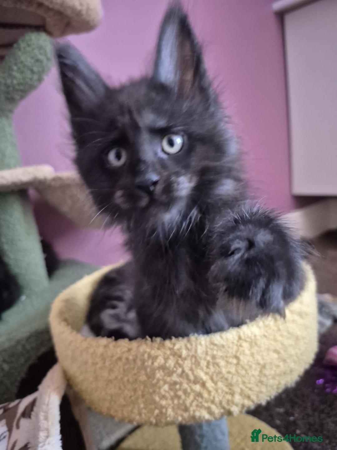 Maine Coon cats for sale: Tica Reg Mainecoon kittens READY NOW in Deal - Image 13