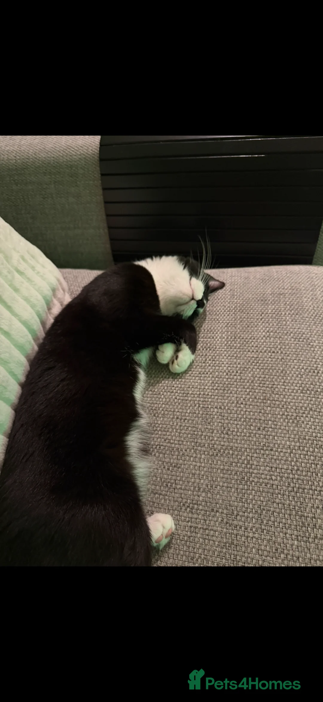 Mixed Breed cats for sale: Two female cats for sale  - Advert 2