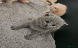 British Shorthair cats for sale: Pretty British shorthair  - Image 2