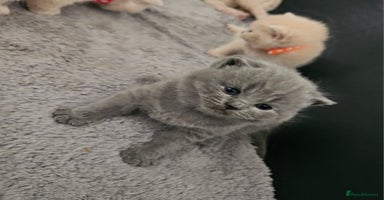 British Shorthair cats - Advert 8