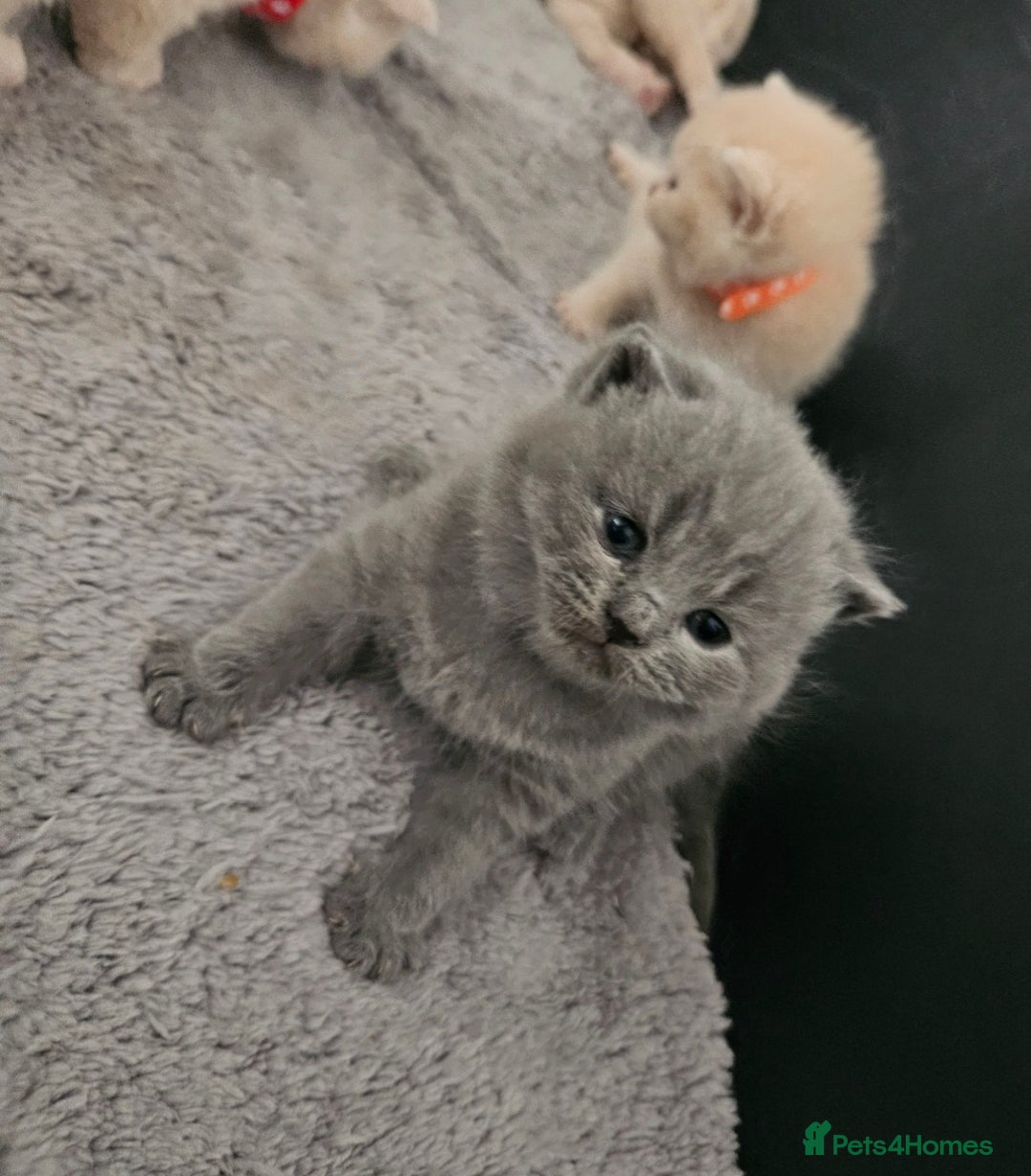 British Shorthair cats for sale: Pretty British shorthair  - Image 2