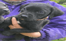 Labrador Retriever dogs for sale: 4x Black Dog Labrador Puppies - Image 12