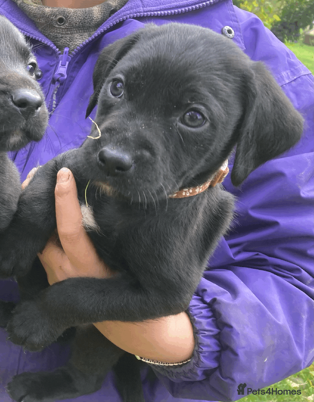 Labrador Retriever dogs for sale: 4x Black Dog Labrador Puppies - Image 12