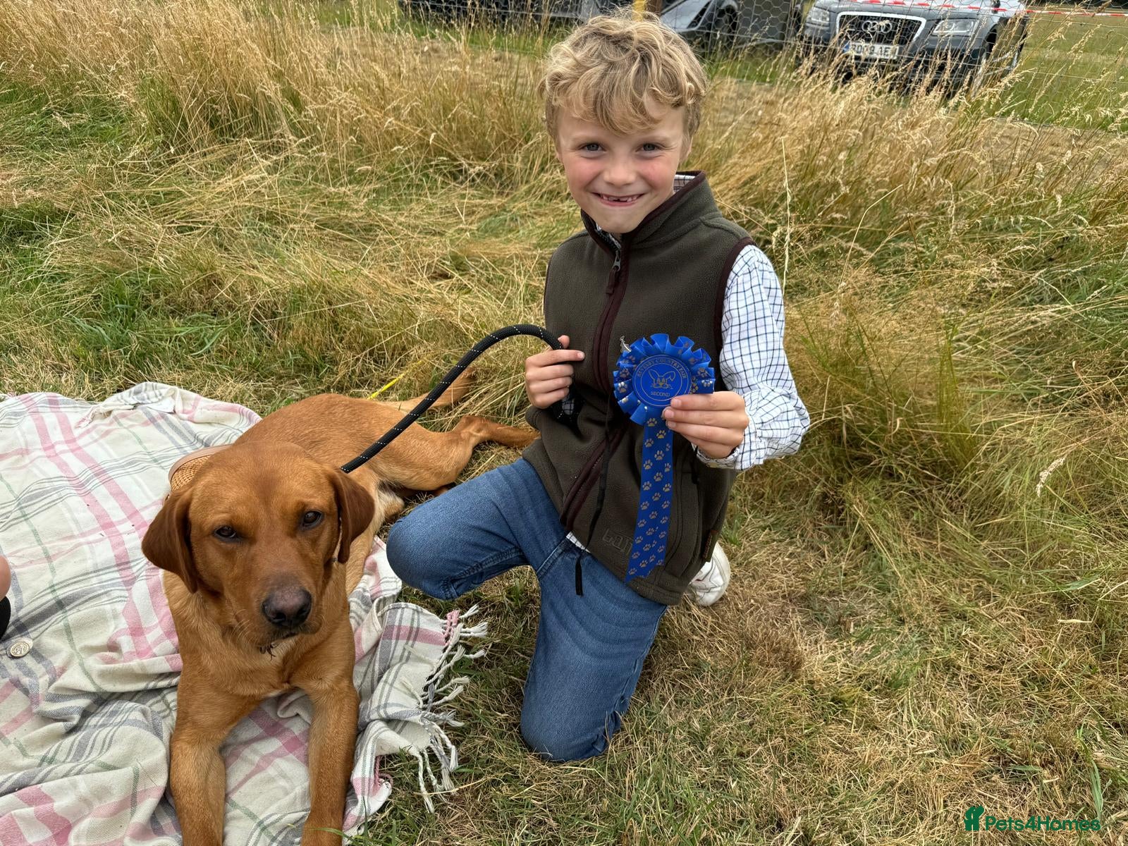 Labrador Retriever dogs for sale: Stunning lab puppies ready this weekend  - Advert 7