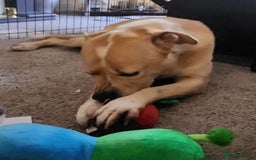 Mixed Breed dogs for adoption: Meet Balagan, currently residing in Merseyside  - Image 4