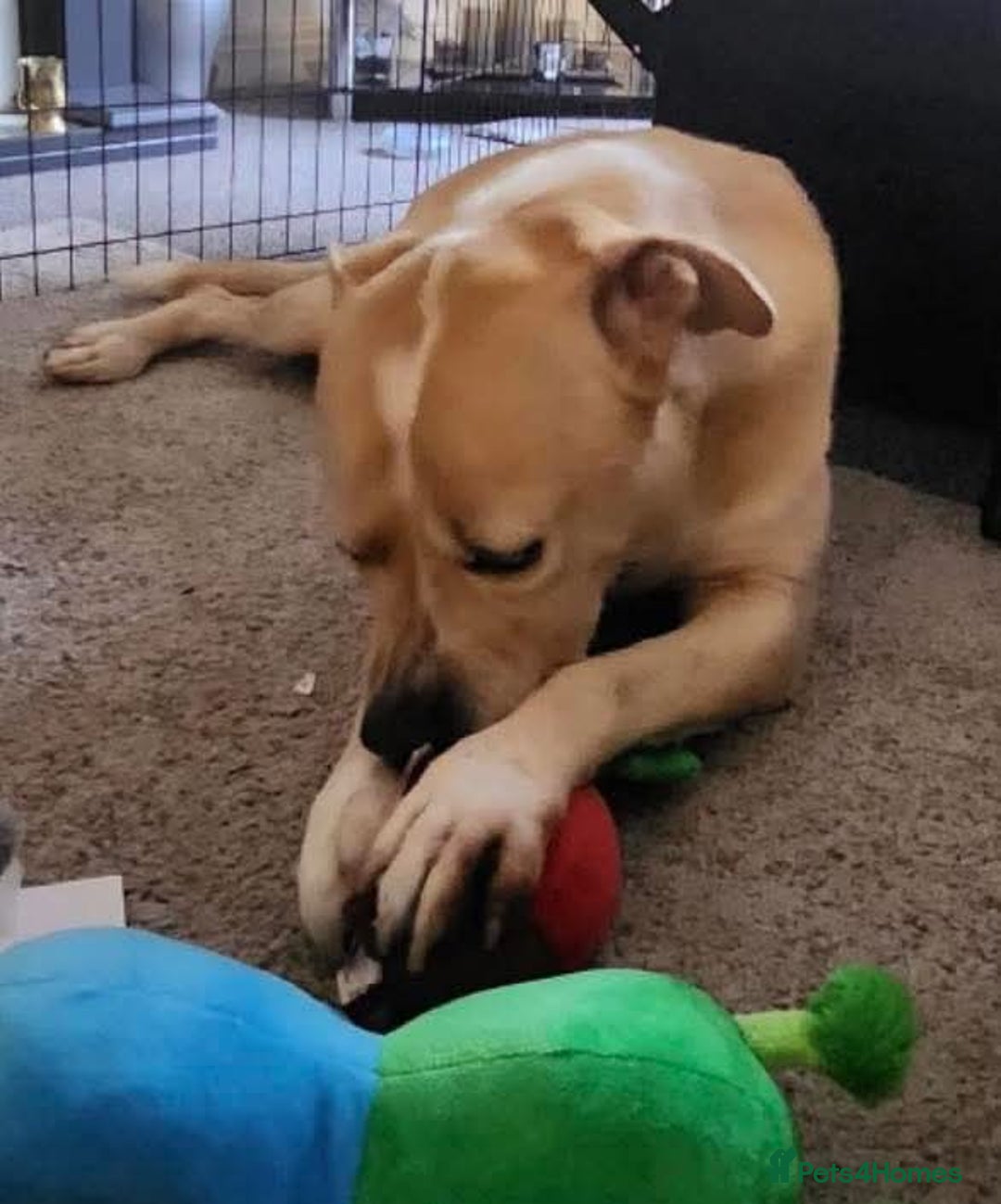 Mixed Breed dogs for adoption: Meet Balagan, currently residing in Merseyside  - Image 4