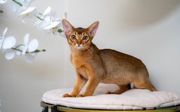 Abyssinian cats for sale: One of the Kind Abyssinian Girl-Champions Pedigree - Image 24