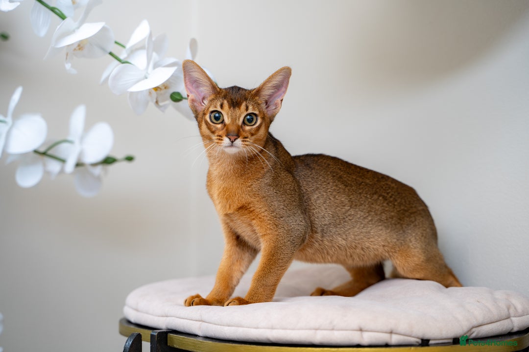 Abyssinian cats for sale: One of the Kind Abyssinian Girl-Champions Pedigree - Image 24