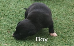 Borador dogs for sale: Beautiful litter of borador pups ready now - Image 7