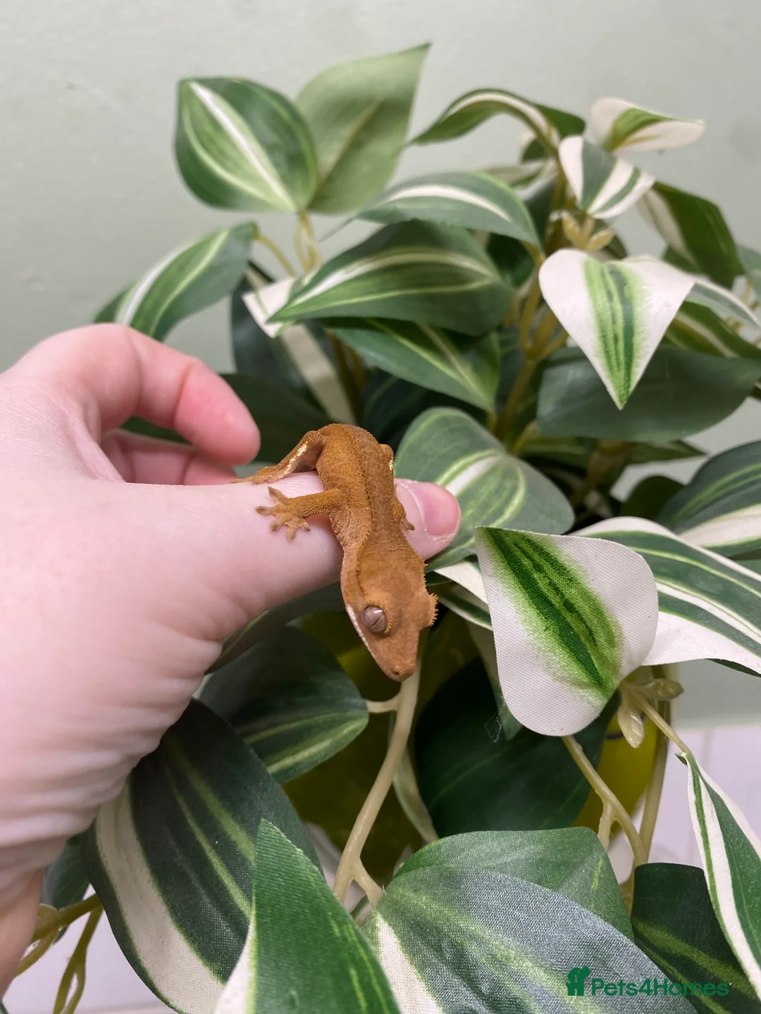Gecko reptiles for sale: Crested Gecko Babies - Advert 13