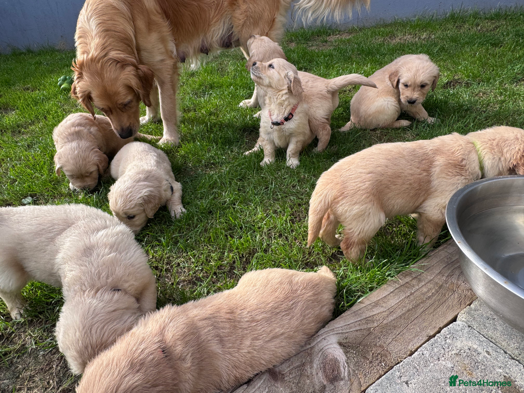 Golden Retriever dogs for sale: Golden Retriever Puppies! 💛🐶 - Image 10
