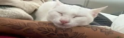Arabian Mau cats for sale: Disabled Arabian mau kitten from Dubai  - Advert 5