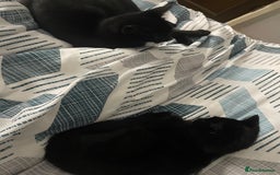 Domestic Shorthair cats for sale: Sweet black kitten Looking for her Forever Home - Image 11