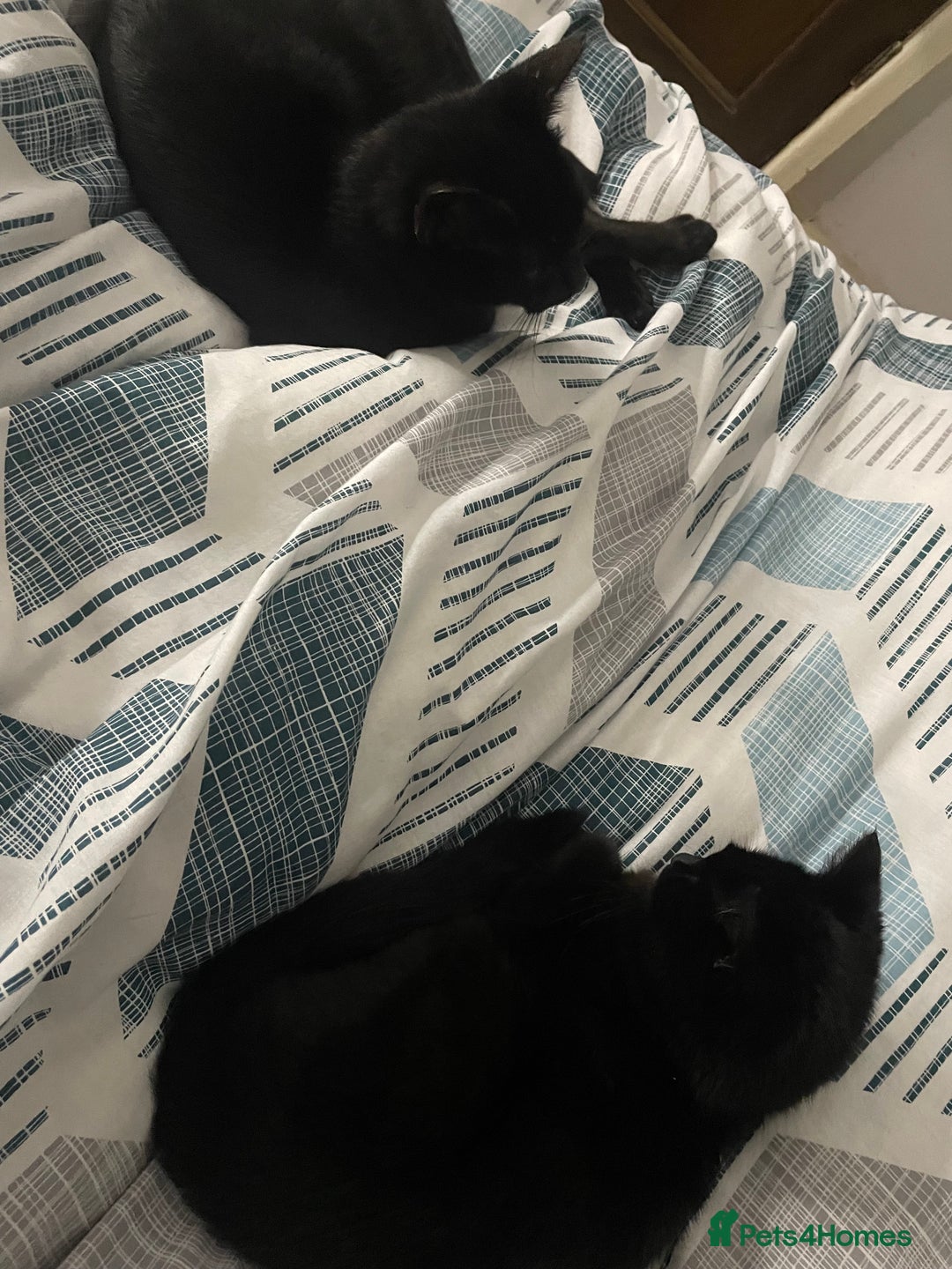 Domestic Shorthair cats for sale: Sweet black kitten Looking for her Forever Home - Image 11