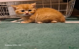 Scottish Fold cats for sale: Scottish fold looking for forever home - Image 22
