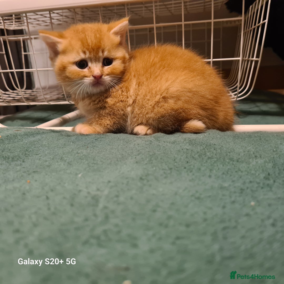 Scottish Fold cats for sale: Scottish fold looking for forever home - Image 22