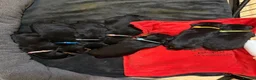 Rottweiler dogs for sale: German Lines Chunky Rottweiler Puppies - Advert 7