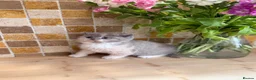 British Shorthair cats for sale: Full Pedigree/Registered BSH from £995 - Advert 26