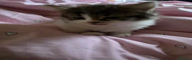 Mixed Breed 2
