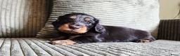 Miniature Dachshund dogs for sale: Stunning KC Registered Longhaired Mini Dachshunds - Advert 19
