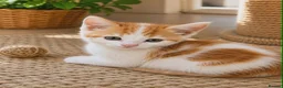 Mixed Breed cats for sale: Three kittens are looking for new homes. - Advert 8