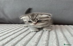 Scottish Fold cats for sale: Scotish fold kittens  - Image 11
