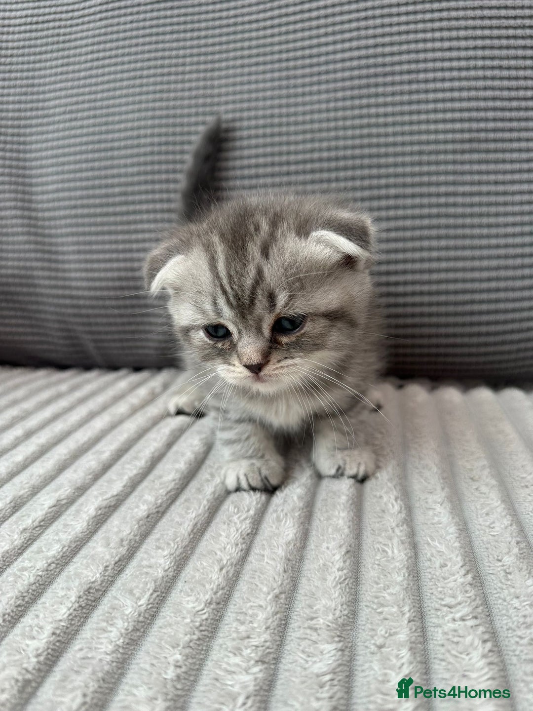 Scottish Fold cats for sale: Scotish fold kittens  - Image 11
