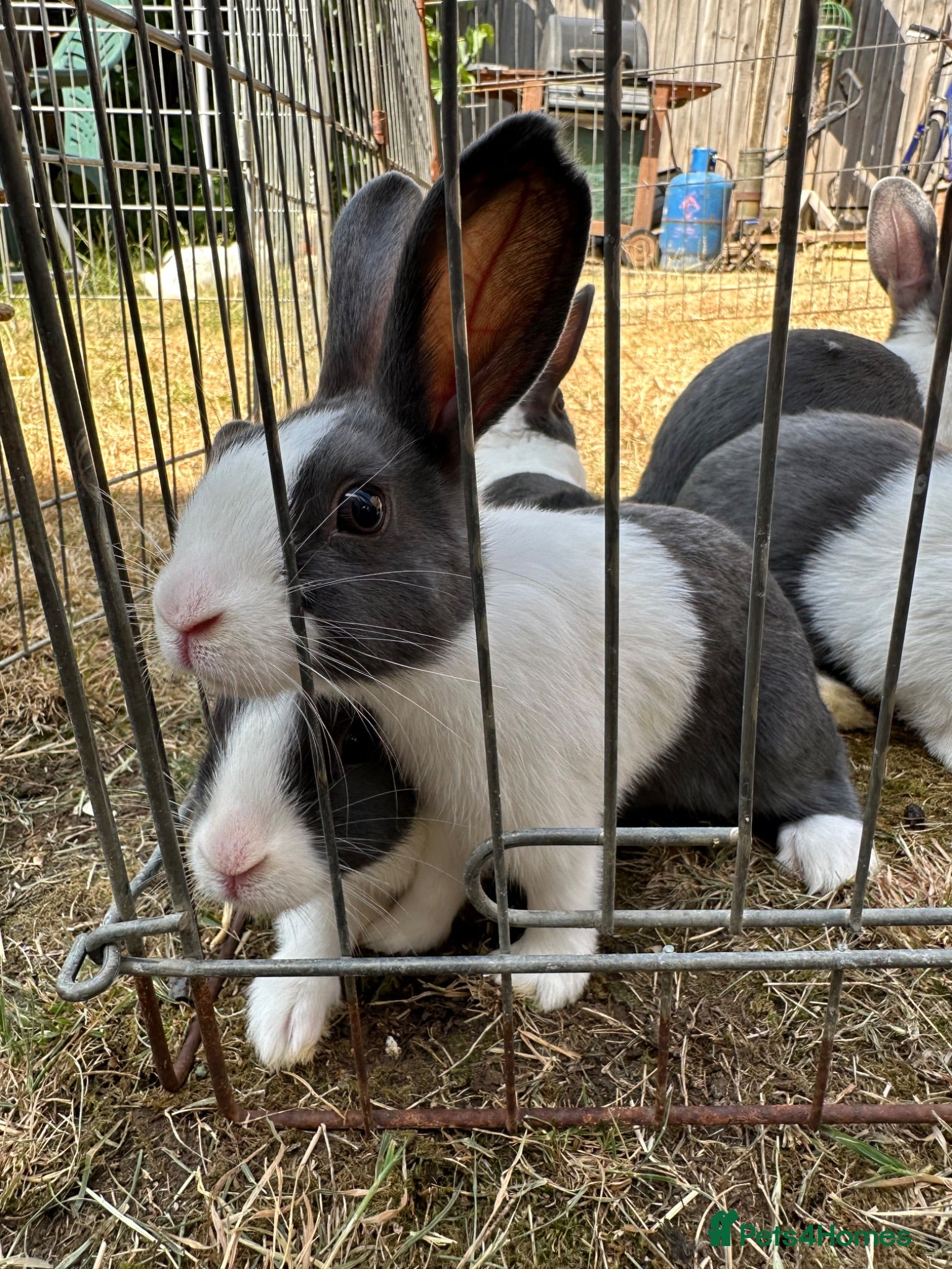 Dutch rabbits Beautiful Baby Dutch Bunnies Blue, Black & Ginger  - Advert 3