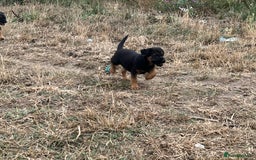 Mixed Breed dogs for sale: Border terrier x jack Russell puppies - Image 11