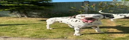 Dalmatian dogs for stud: Kc Reg Proven stud Dalmatian  in Ormskirk - Advert 7