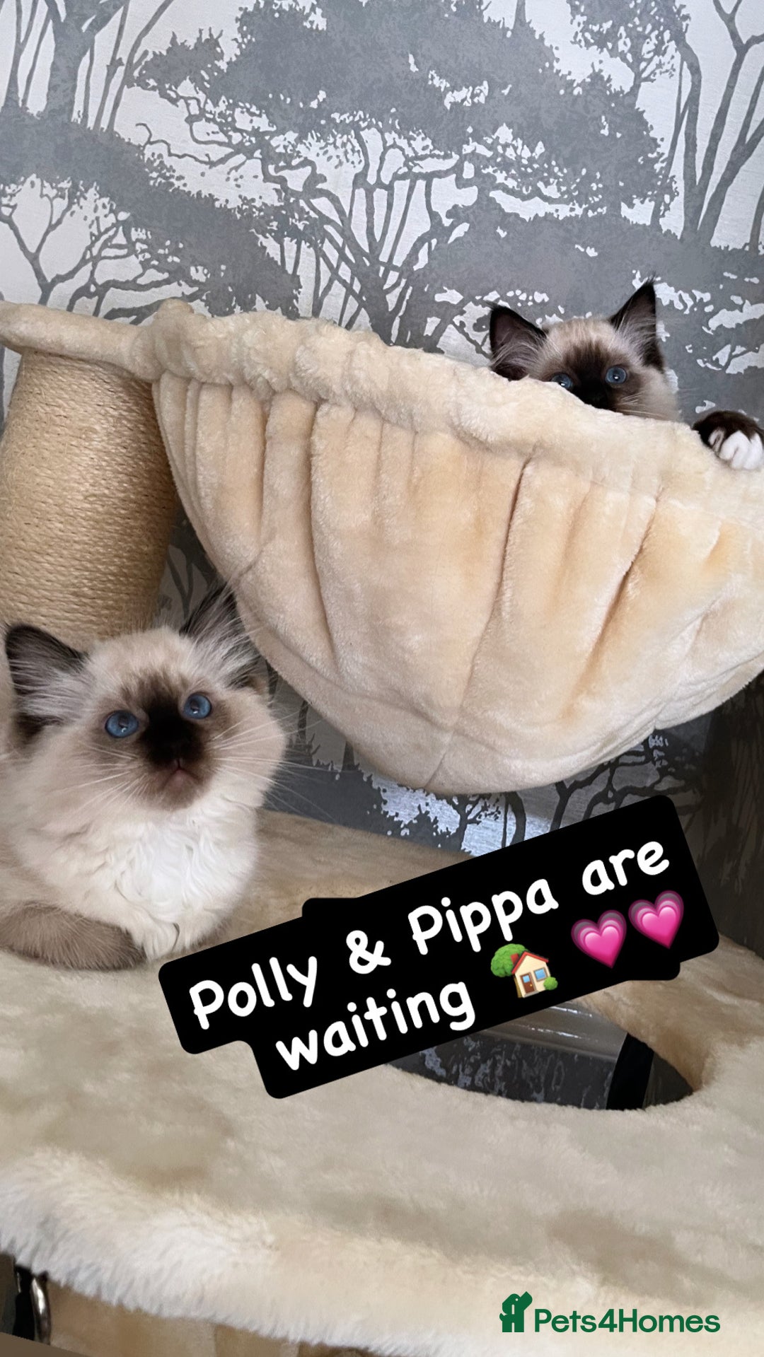 Ragdoll cats for sale: GCCF REGISTERED DNA TESTED PARENTS AND CLEAR  - Image 3