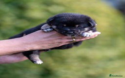 Japanese Shiba Inu dogs for sale: “LAST SESAME BOY  • Champion Broadlands Lineage” - Image 14