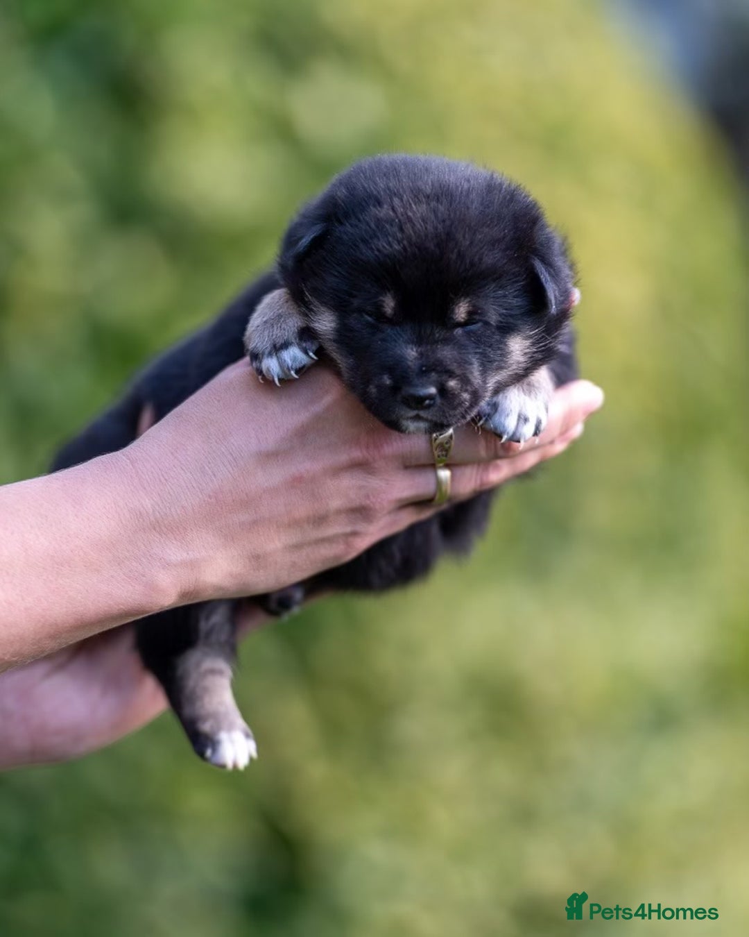 Japanese Shiba Inu dogs for sale: “LAST SESAME BOY  • Champion Broadlands Lineage” - Image 14