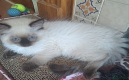 Ragdoll cats for sale: Ragdoll Kitten Ready for a Loving Home - Image 6