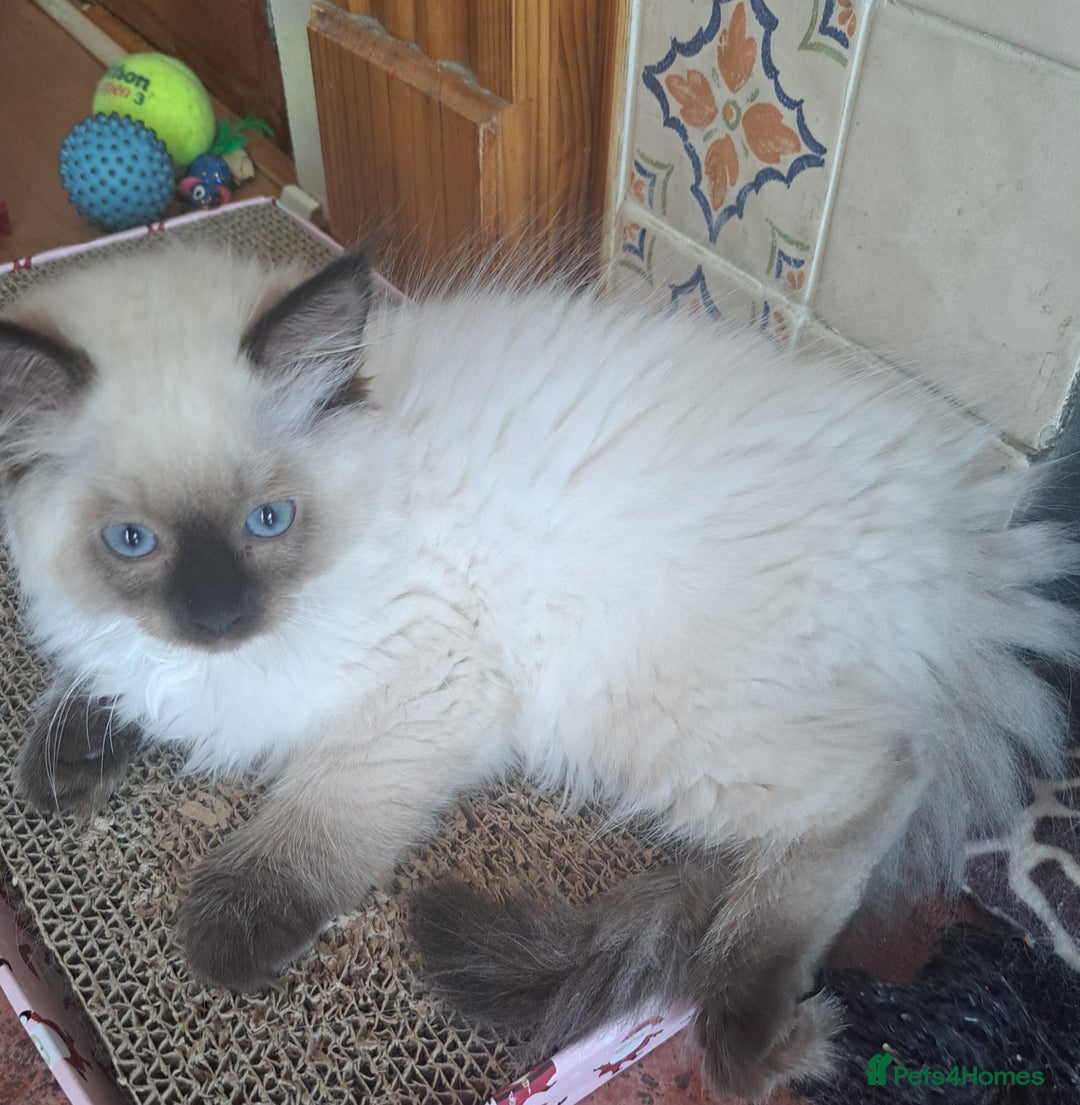 Ragdoll cats for sale: Ragdoll Kitten Ready for a Loving Home - Image 6