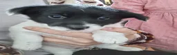 Jackapoo dogs for sale: Gorgeous little accidents! in Bacup - Advert 4