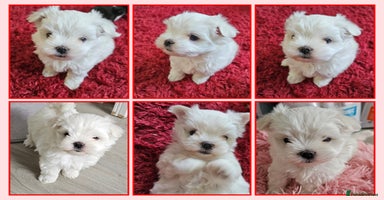 Maltese dogs - Advert 2