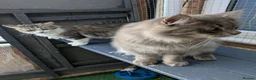 Maine Coon cats for sale: !!READY NOW last Boy!! - Advert 10