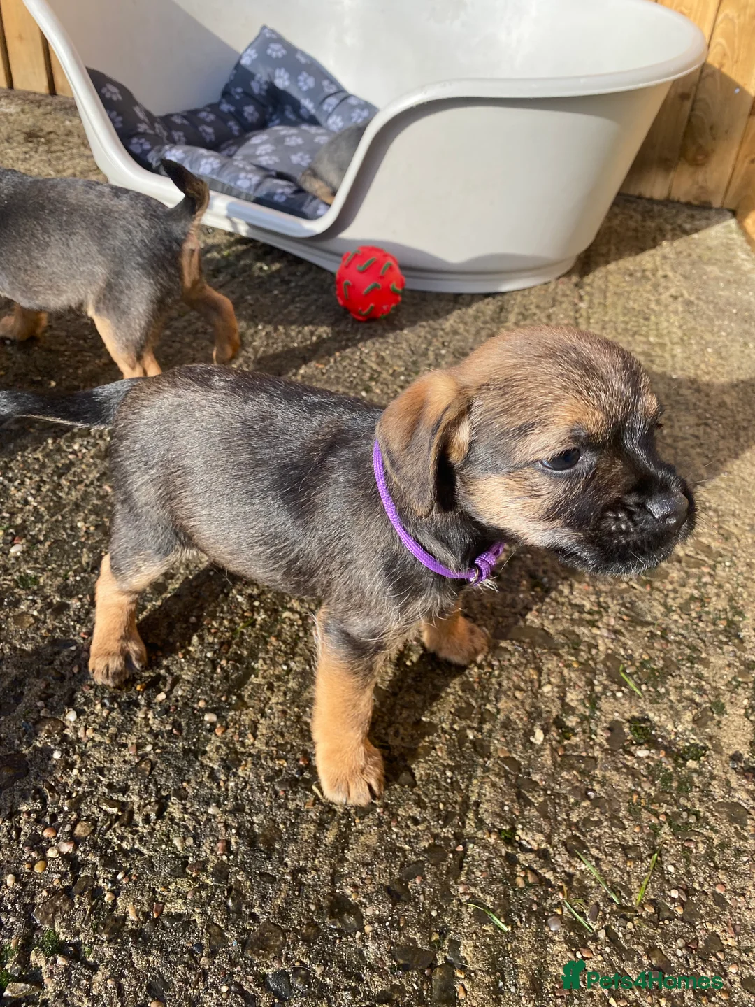 Border Terrier dogs for sale: ⭐️BORDER TERRIER PUPPIES  - Advert 38
