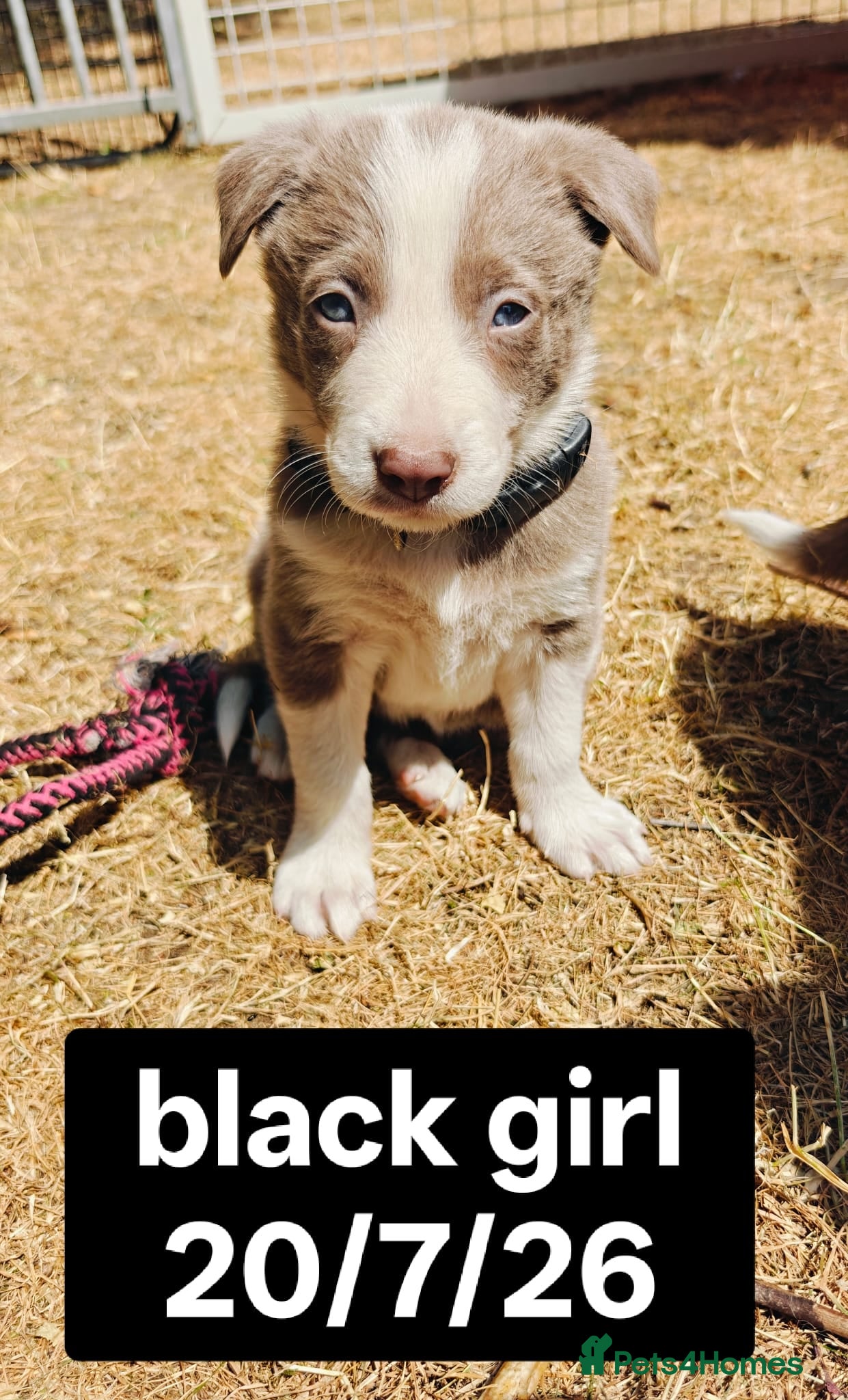 Border Collie dogs KC registered Border collie pups for sale - Advert 2