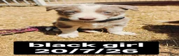 Border Collie dogs for sale: KC registered Border collie pups for sale - Advert 20