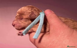 Cavapoo dogs for sale: 5⭐️Licensed+DNA tested+Vet Checked - Image 17