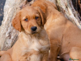 Golden Retriever dogs - Advert 8