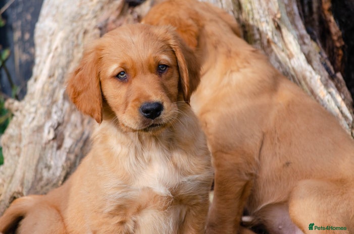 Golden Retriever dogs - Advert 9