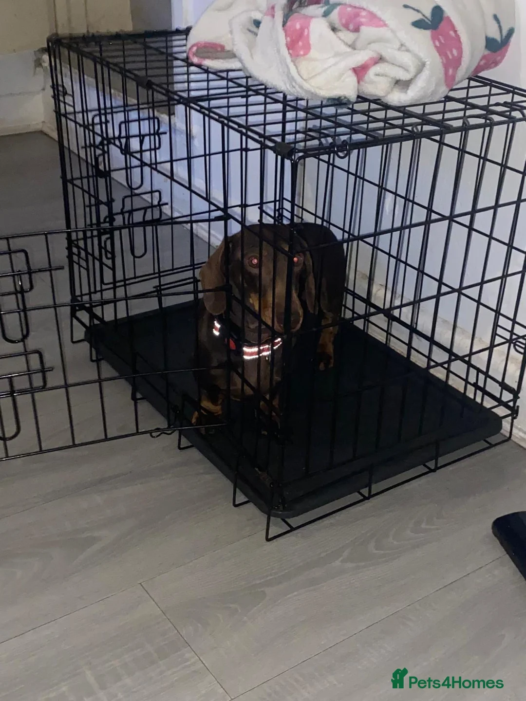 Miniature Dachshund dogs for sale: Adult Miniture dachshund girl rose  - Advert 1